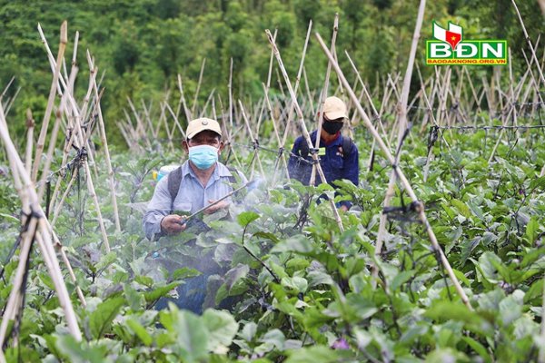 Hiệu quả từ mô hình liên kết trồng cà tím Nhật Bản