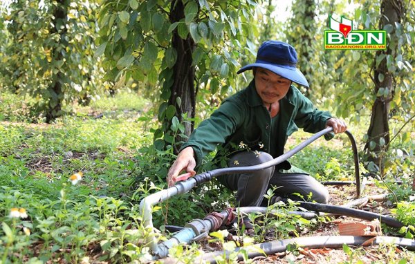 Nhiều nông dân Cư Jút chủ động đầu tư hệ thống tưới nước tiết kiệm